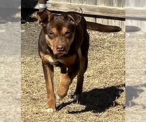 Mutt Dogs for adoption in Great Bend, KS, USA