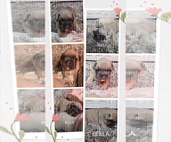 Medium Photo #22 French Bulldog Puppy For Sale in MCKINLEYVILLE, CA, USA