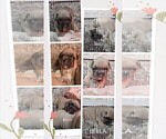 Small Photo #22 French Bulldog Puppy For Sale in MCKINLEYVILLE, CA, USA