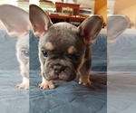 Small Photo #51 French Bulldog Puppy For Sale in MANHATTAN, NY, USA