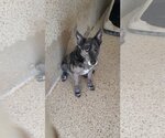 Small Photo #3 Mutt Puppy For Sale in Maquoketa, IA, USA