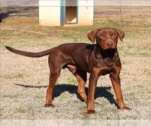 Labrador Retriever Dogs for adoption in Grovetown, GA, USA