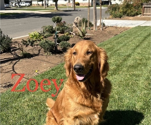 Medium Photo #1 Golden Retriever Puppy For Sale in FRESNO, CA, USA