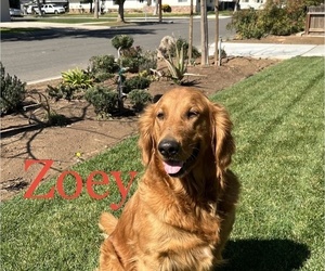 Mother of the Golden Retriever puppies born on 06/13/2025