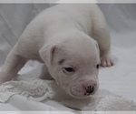 Small Photo #25 American Bulldog Puppy For Sale in MECHANICSVILLE, VA, USA