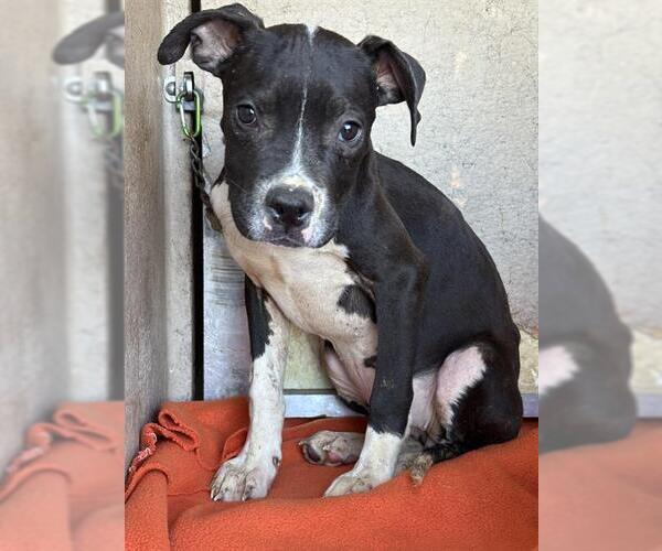 Medium Photo #1 American Staffordshire Terrier-Unknown Mix Puppy For Sale in Oklahoma City, OK, USA