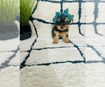 Small #1 Yorkshire Terrier