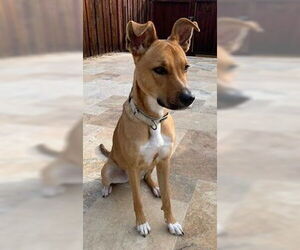 Basenji-Unknown Mix Dogs for adoption in Fremont, CA, USA