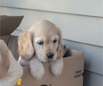 Small Photo #2 Cocker Spaniel Puppy For Sale in WITHEE, WI, USA