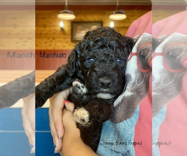 Medium Photo #2 Poodle (Miniature) Puppy For Sale in SEDALIA, MO, USA