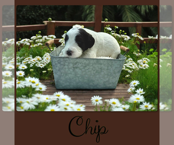 Medium Photo #3 Bernedoodle-Poodle (Standard) Mix Puppy For Sale in MENIFEE, CA, USA