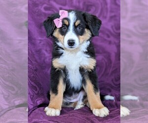 Australian Mountain Dog Puppy for sale in COCHRANVILLE, PA, USA
