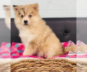 Pomeranian-Pomsky Mix Puppy for sale in CINCINNATI, OH, USA