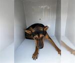 Small German Shepherd Dog