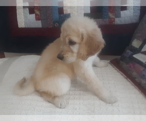 Goldendoodle Puppy for Sale in PELHAM, New Hampshire USA
