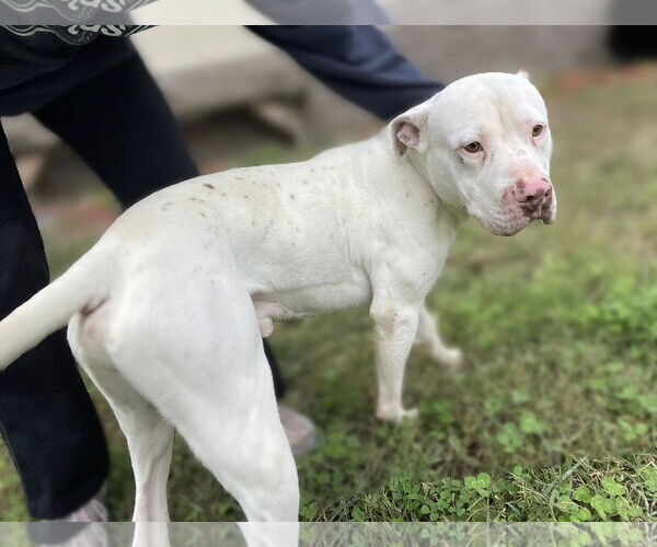 Medium Photo #2 Mutt Puppy For Sale in Low Moor, VA, USA