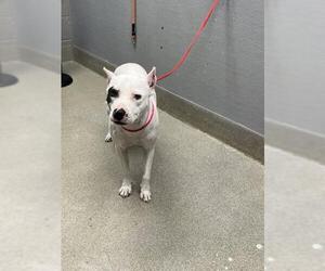 American Pit Bull Terrier-Unknown Mix Dogs for adoption in Las Vegas, NV, USA