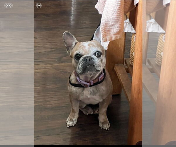 Medium Photo #1 French Bulldog Puppy For Sale in Hayward, CA, USA