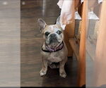 Small French Bulldog