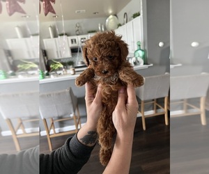 Poodle (Toy) Puppy for sale in ARLINGTON, TX, USA