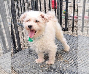 Poodle (Miniature) Dogs for adoption in Mukwonago, WI, USA