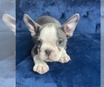 Small #3 French Bulldog