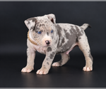 Image preview for Ad Listing. Nickname: Ezra