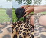 Small #1 Pug