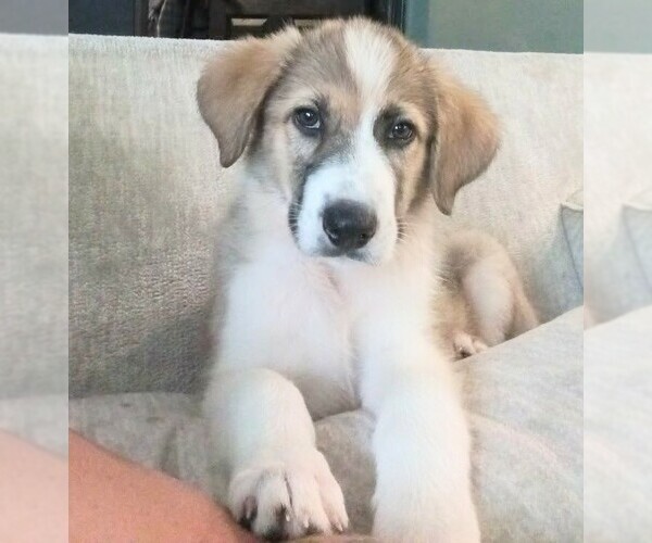 Medium Photo #1 Anatolian Shepherd-Border Collie Mix Puppy For Sale in Holly Springs, NC, USA