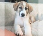 Small Anatolian Shepherd-Border Collie Mix