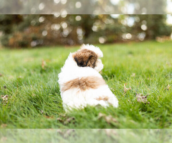 Medium Photo #5 Shih Tzu Puppy For Sale in WARSAW, IN, USA