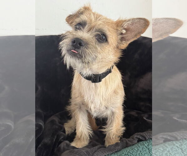 Medium Photo #1 Mutt Puppy For Sale in Bellevue, WA, USA