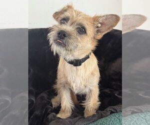 Mutt Dogs for adoption in Bellevue, WA, USA