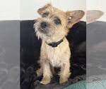 Small Mutt