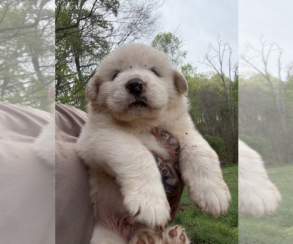 Medium Photo #5 Great Pyrenees Puppy For Sale in NEWTON, NC, USA