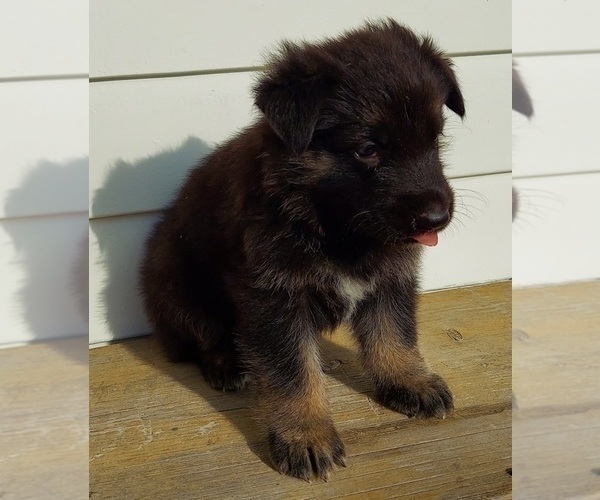 Medium Photo #8 German Shepherd Dog Puppy For Sale in EOLIA, MO, USA