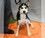 Small Photo #8 Huskies -Unknown Mix Puppy For Sale in Huntley, IL, USA