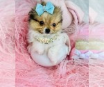 Small #26 Pomeranian