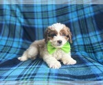 Small #1 Cavapoo