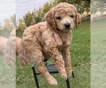 Puppy Puppy 3 Poodle (Miniature)