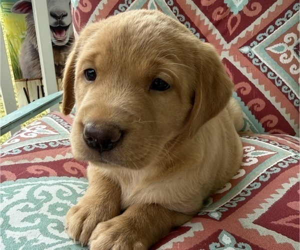 Medium Photo #18 Labrador Retriever Puppy For Sale in SPOTSYLVANIA, VA, USA