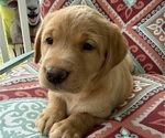 Small Photo #18 Labrador Retriever Puppy For Sale in SPOTSYLVANIA, VA, USA