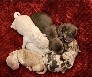 Miniature Labradoodle Litter for sale in DOTHAN, AL, USA