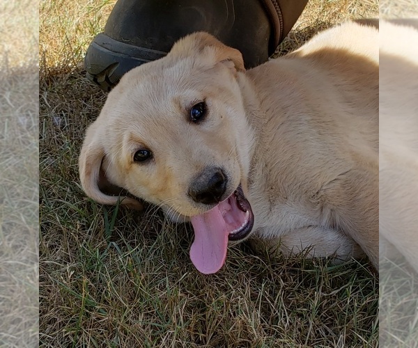 Medium Photo #1 Labrador Retriever Puppy For Sale in OLYMPIA, WA, USA