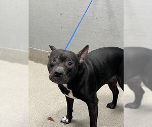American Pit Bull Terrier-Unknown Mix Dogs for adoption in Las Vegas, NV, USA