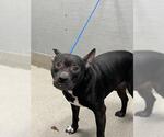 Small American Pit Bull Terrier Mix