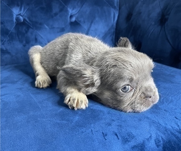 Medium Photo #9 French Bulldog Puppy For Sale in CORPUS CHRISTI, TX, USA