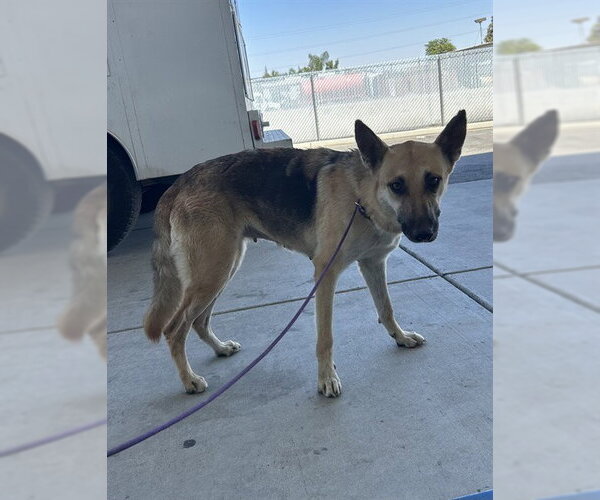 Medium Photo #1 German Shepherd Dog Puppy For Sale in Bakersfield, CA, USA