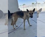 Small German Shepherd Dog