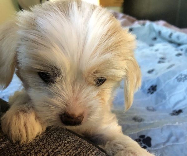 Medium Photo #2 Chinese Crested Puppy For Sale in EUGENE, OR, USA